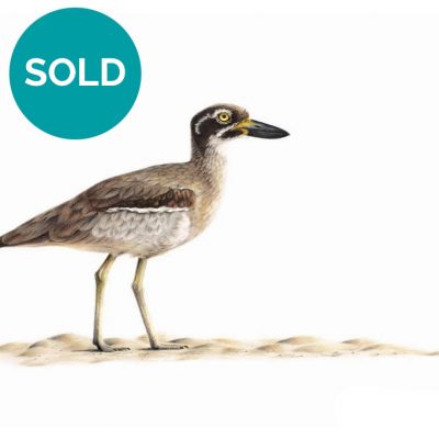 Beach Stone-curlew, Original Artwork