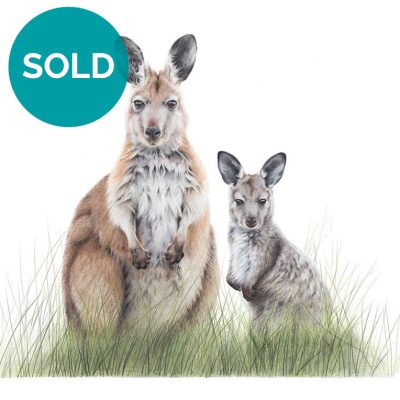 Common Wallaroo & Joey, Original Artwork 21 x 14"