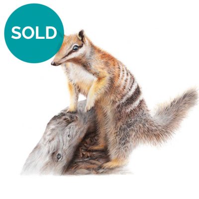 Numbat, Original Artwork