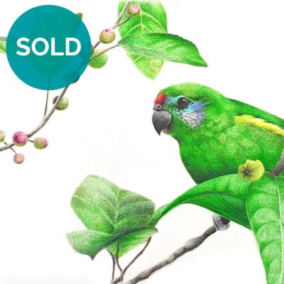 Double-eyed Fig Parrot, Original Artwork