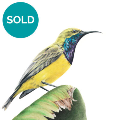 Olive-backed Sunbird, Original Artwork