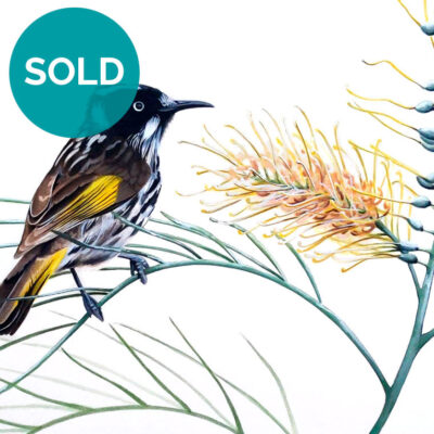 New Holland Honeyeater, Original Artwork