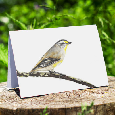 Striated Pardalote - Greeting Card