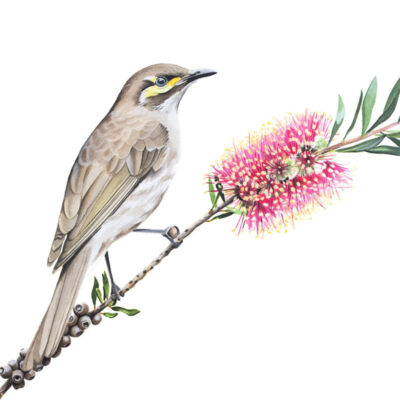 Fine art print - Yellow-faced Honeyeater