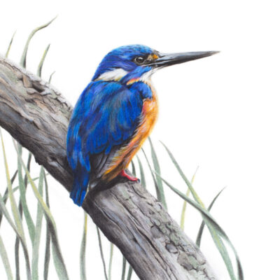 Azure Kingfisher – Fine Art Print