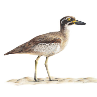 Beach Thick-knee - Fine Art Print