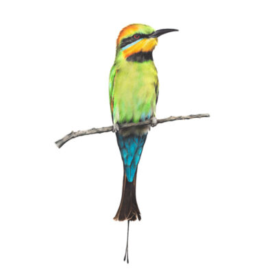 Rainbow Bee-eater - Fine Art Print