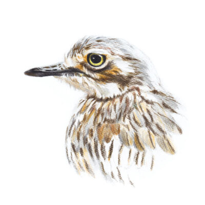 Bush Stone-Curlew - Fine Art Print