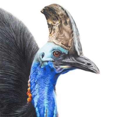 Southern Cassowary - Fine Art Print