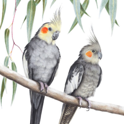 Cockatiels - Fine Art Print