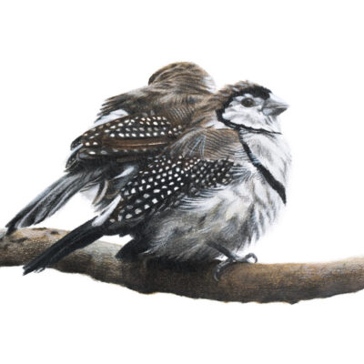 Double-barred Finch - Fine Art Print