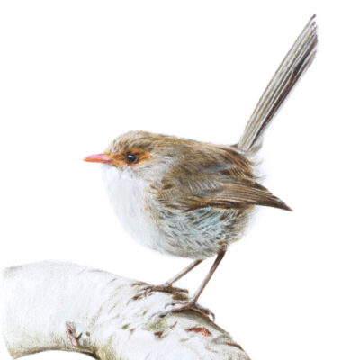 Female Superb Fairywren - Fine Art Print