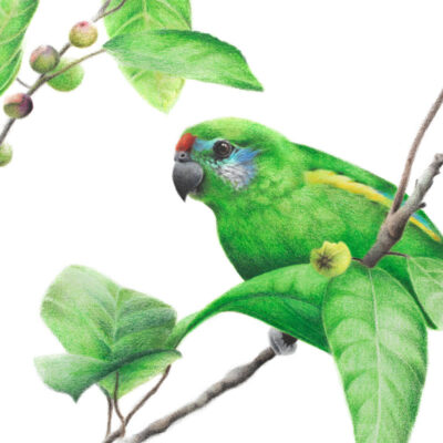 Double-eyed Fig Parrot - Fine Art Print