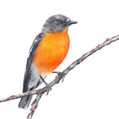 Flame Robin - Fine Art Print