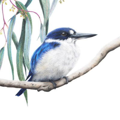 Forest Kingfisher – Fine Art Print