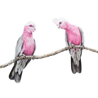 Galahs - Fine Art Print
