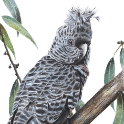 Female Gang-gang Cockatoo - Fine Art Print