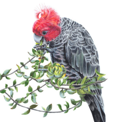 Male Gang-gang Cockatoo - Fine Art Print