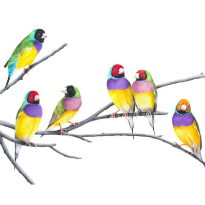 Gouldian Finches - Fine Art Print