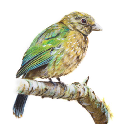 Green Catbird - Fine Art Print