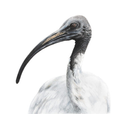 Australian White Ibis - Fine Art Print