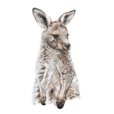 Eastern Grey Kangaroo joey - Fine Art Print