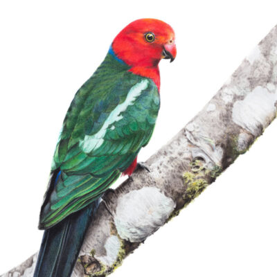 Australian King Parrot - Fine Art Print