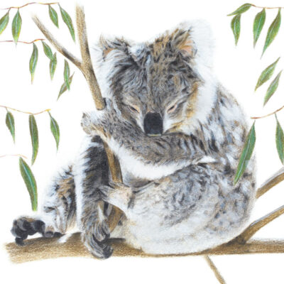 Koala – Fine Art Print