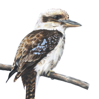 Laughing Kookaburra – Fine Art Print
