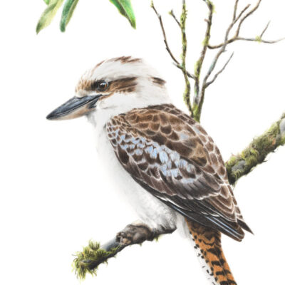 Laughing Kookaburra – Fine Art Print