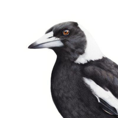 Australian Magpie – Fine Art Print