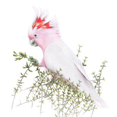 Major Mitchell’s Cockatoo – Fine Art Print