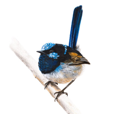 Superb Fairywren – Fine Art Print