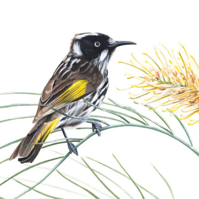 New Holland Honeyeater - Fine Art Print