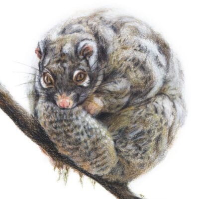 Green Ringtail Possum – Fine Art Print