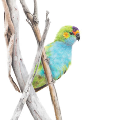 Purple-crowned Lorikeet – Fine Art Print