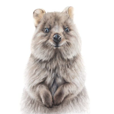Quokka – Fine Art Print