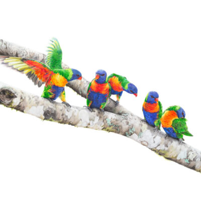 Rainbow Lorikeets – Fine Art Print