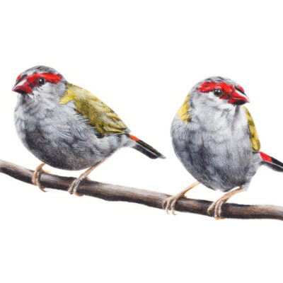 Red-browed Firetail – Fine Art Print