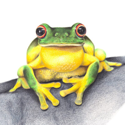 Australian Red-eyed Treefrog – Fine Art Print