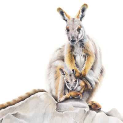Yellow-footed Rock Wallaby – Fine Art Print