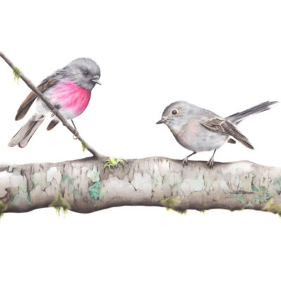 Rose Robins – Fine Art Print