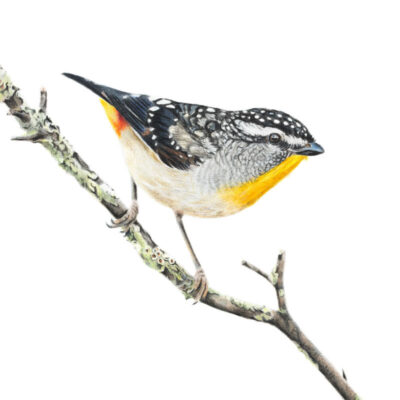 Spotted Pardalote – Fine Art Print