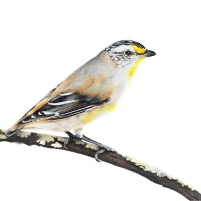 Striated Pardalote – Fine Art Print
