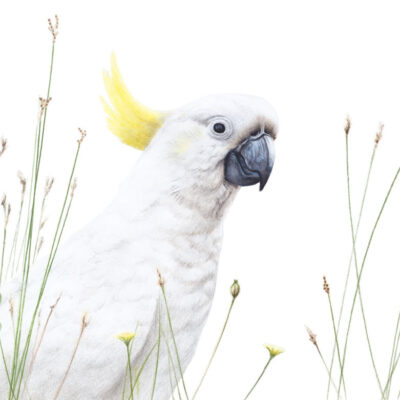 Sulphur-crested Cockatoo – Fine Art Print