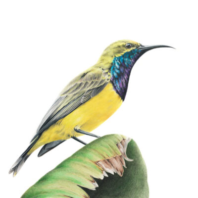 Olive-backed Sunbird – Fine Art Print