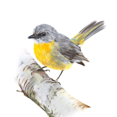 Eastern Yellow Robin – Fine Art Print