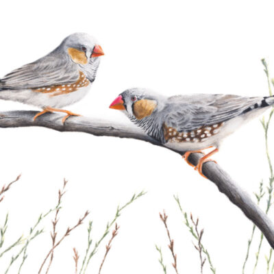 Zebra Finch – Fine Art Print