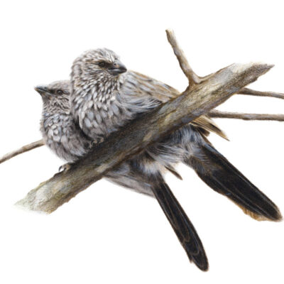 Apostlebirds - Fine Art Print