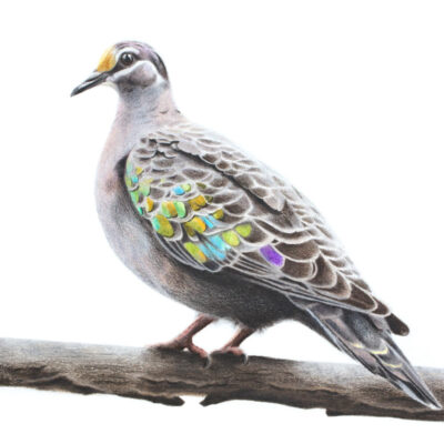 Common Bronzewing - Fine Art Print